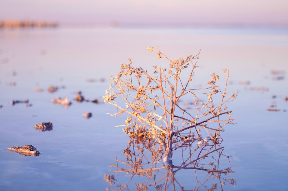 Сасык-Сиваш