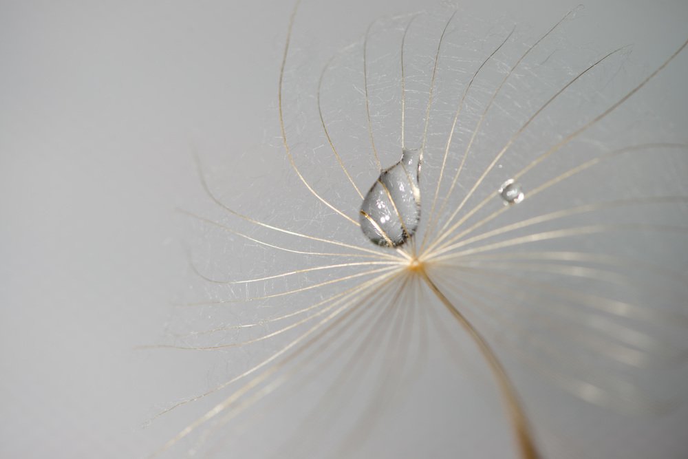 Маленькая бусинка, капелька — роса