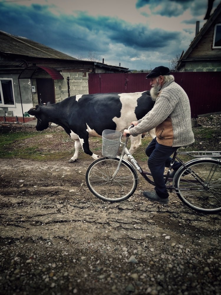 Дед, корова, велосипед