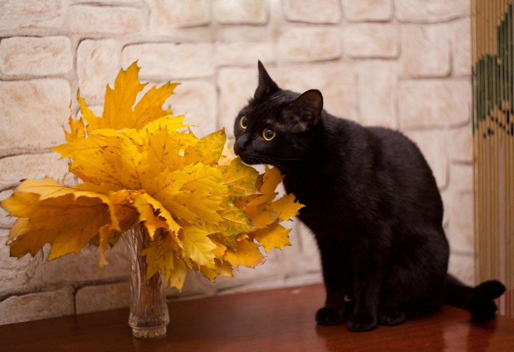 Black cat and yellow leaves