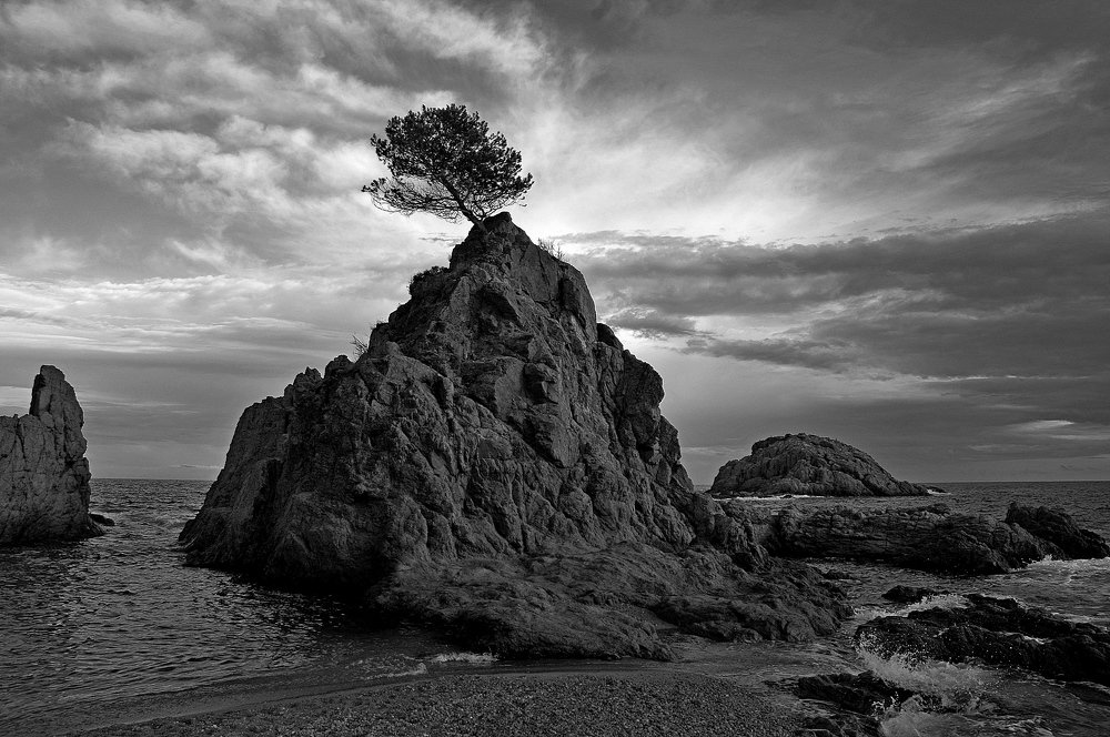 Одинокое дерево на скале