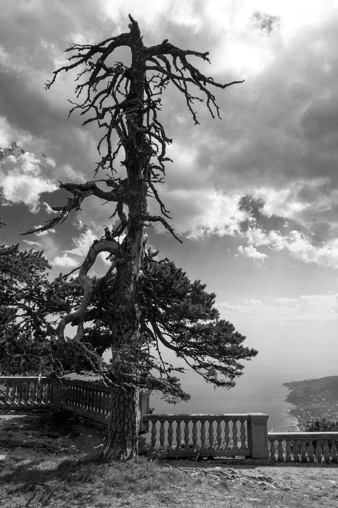 Ветрам назло