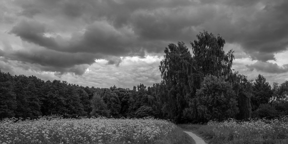 Ветвей и неба водопады