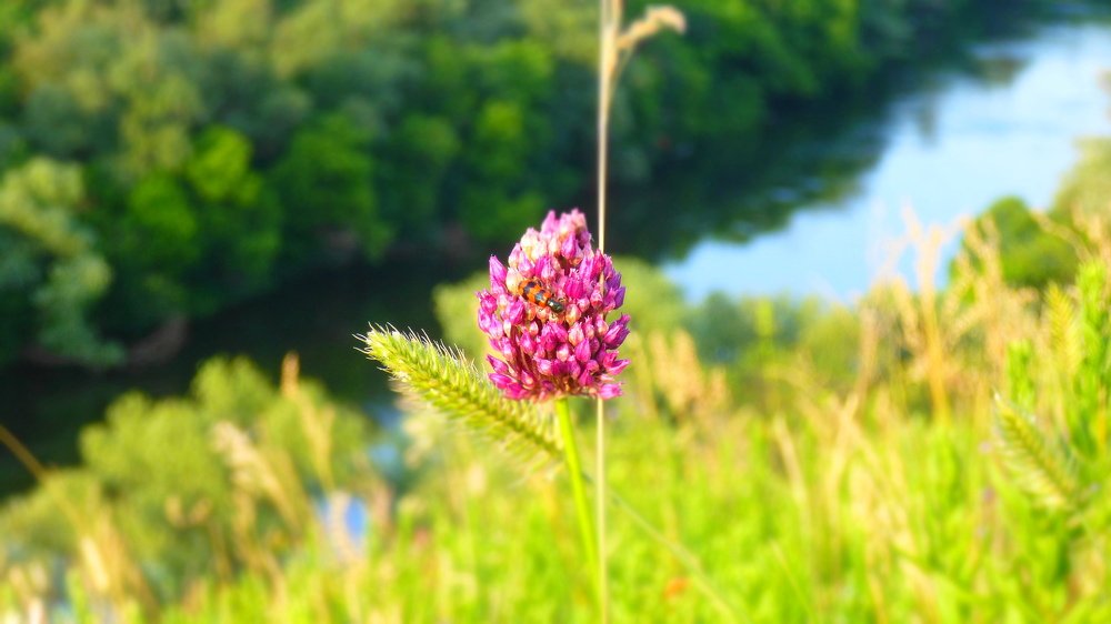 природа на склонах Северского Донца