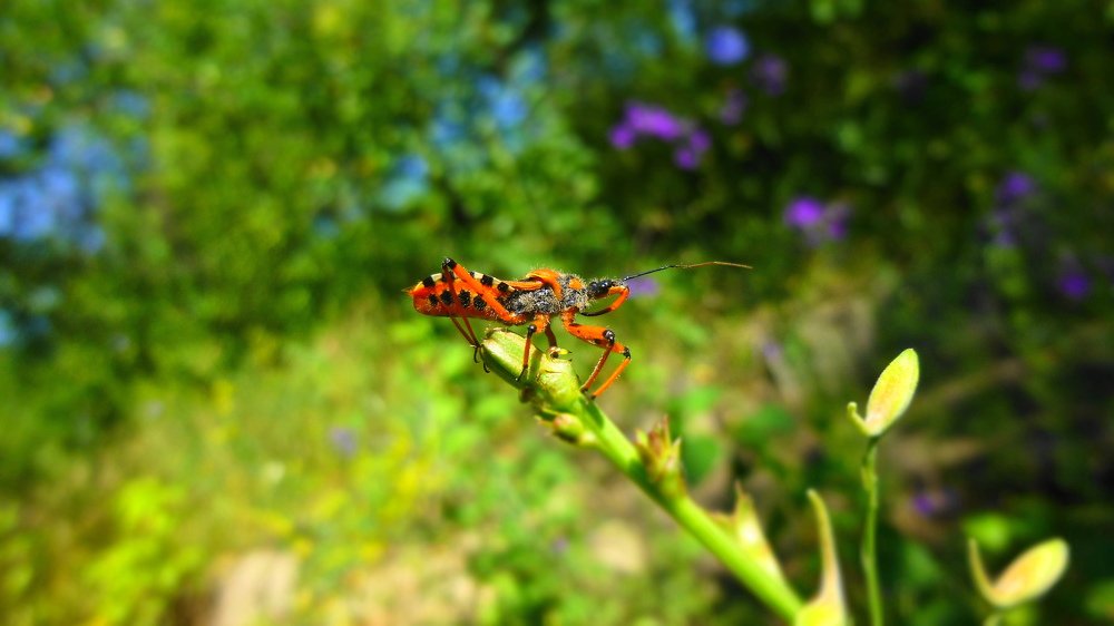 флора и фауна востока Украины