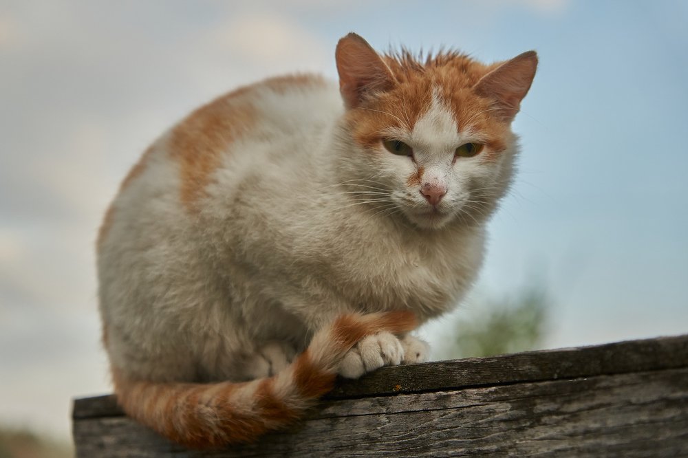 Photograph by Ирина Секачева