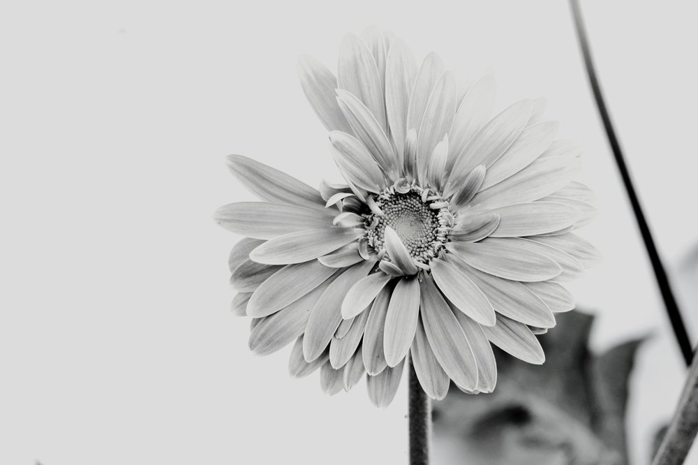Beautiful life