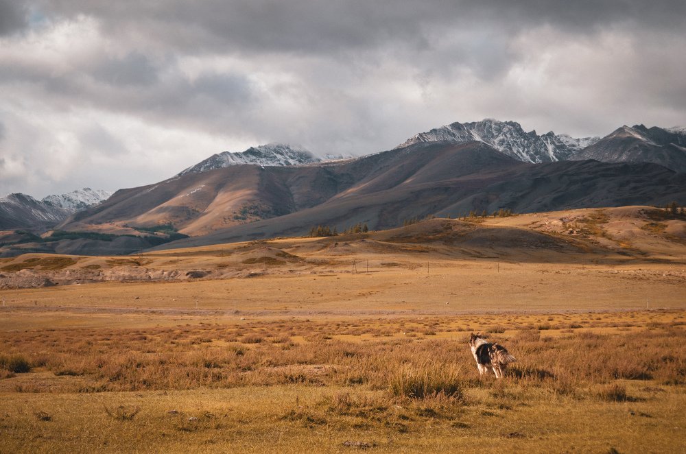 Одинокий охотник на сусликов