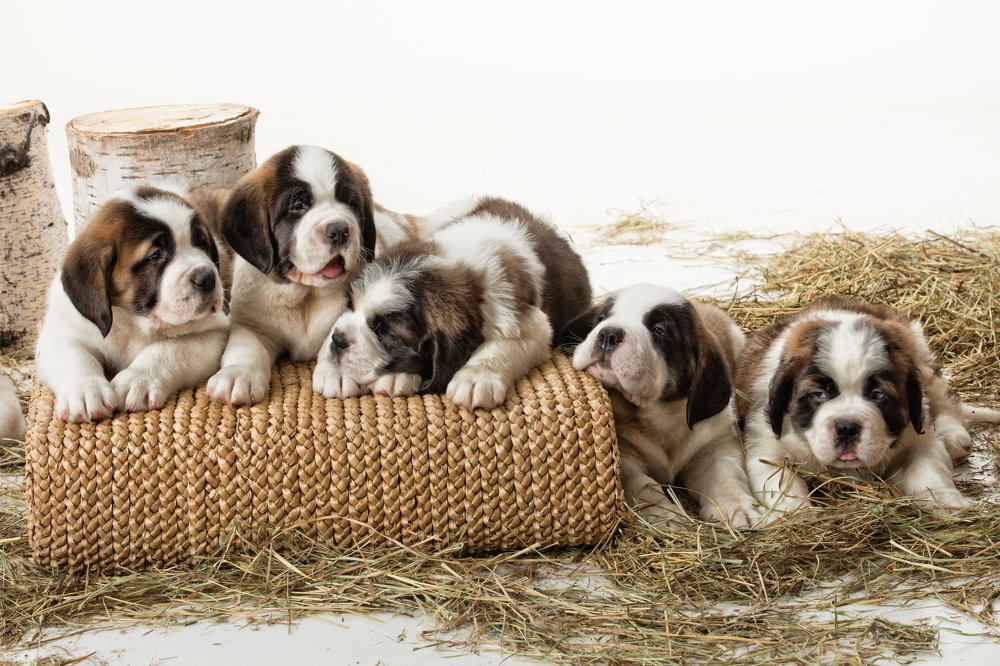 Five Puppies