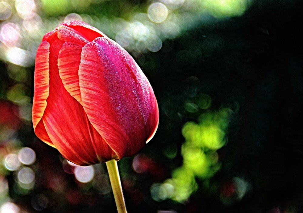 Тюльпаны Крыма