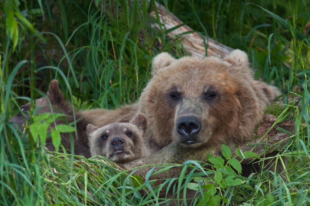 Не будите маму
