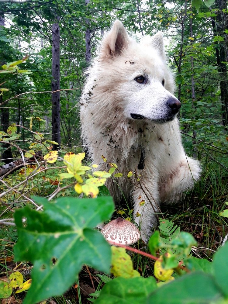 А я грибочек нашёл
