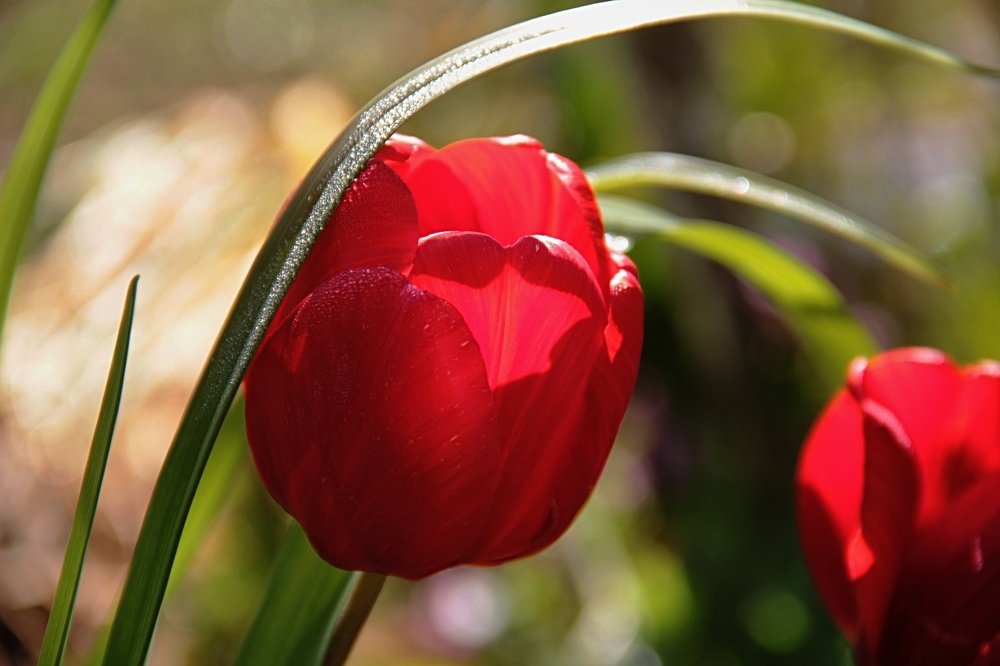 Тюльпаны Крыма