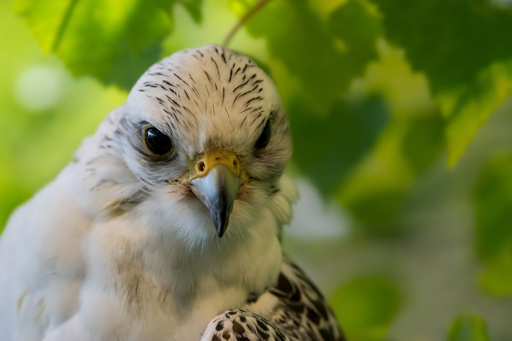 White Gyrfalcon_Peregrine Falcon