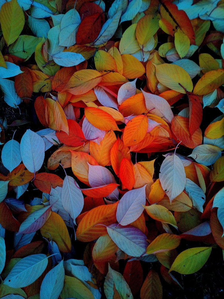 Осень в цвете.