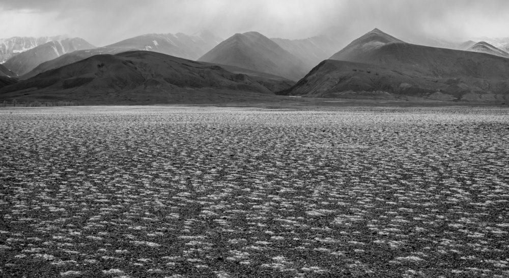 Степи Алтая