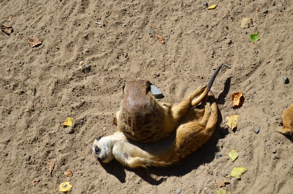 Давай играть