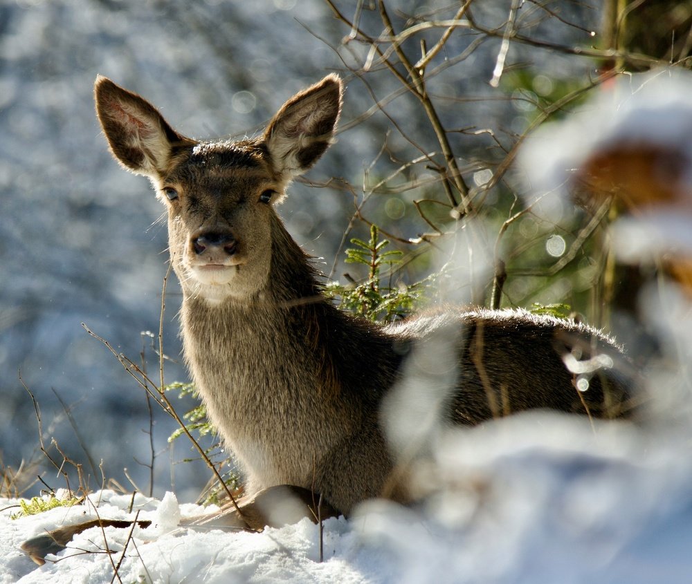 Самка благородного оленя зимой