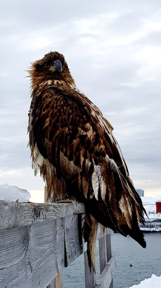 Young seaeagle opclose