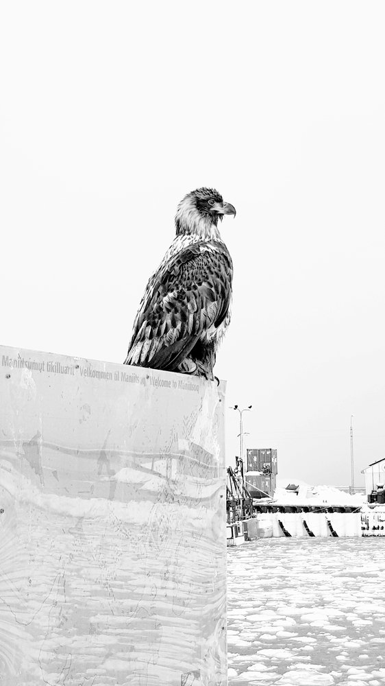 Seaeagle black/white