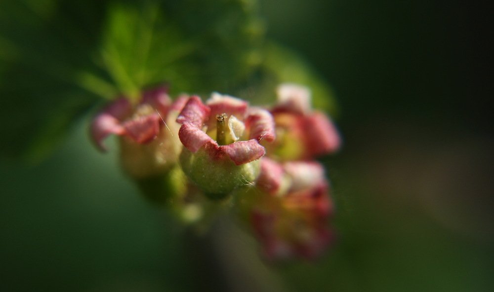 Смородина цветет