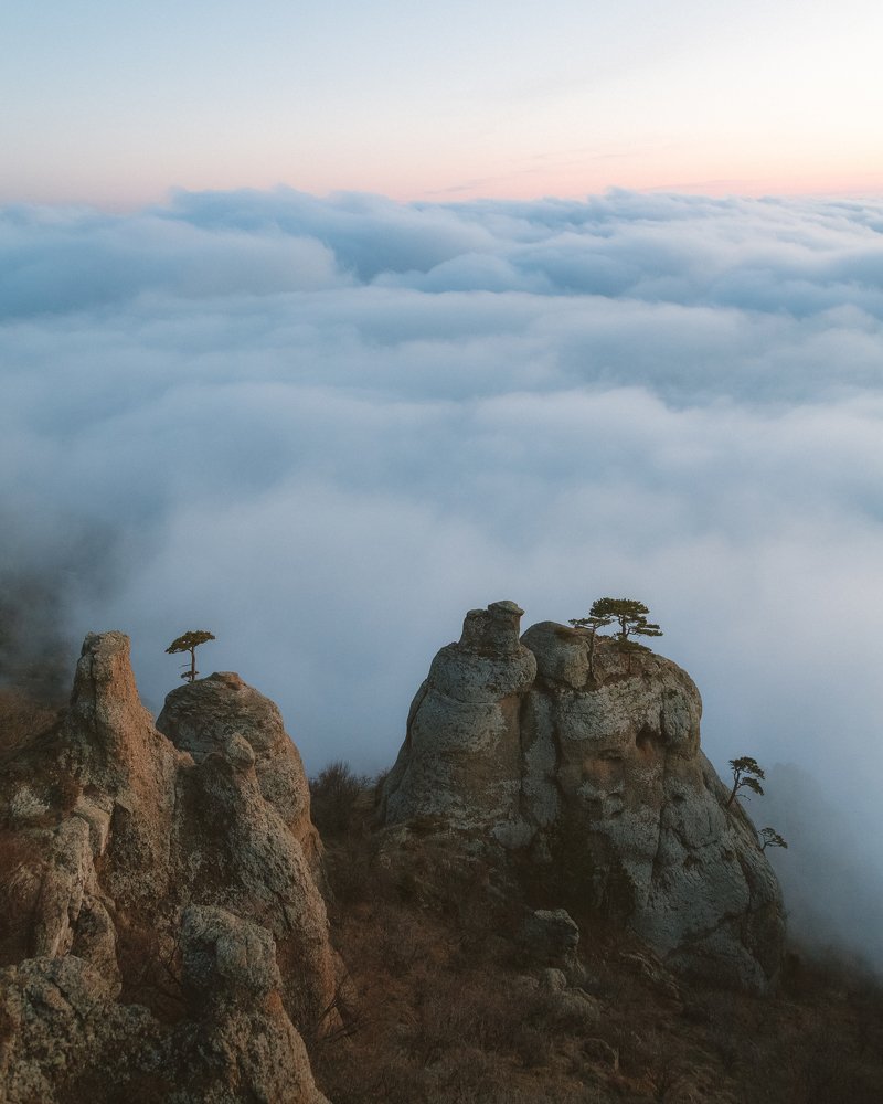 Крымский бонсай