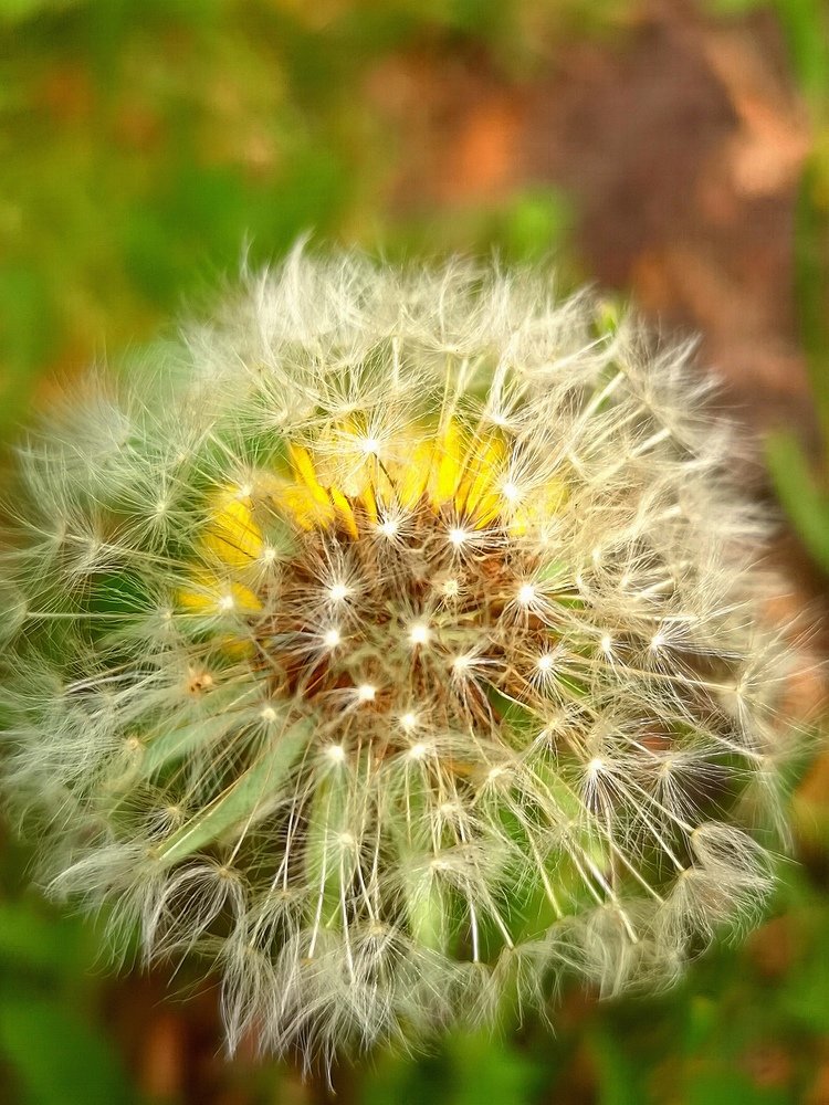 Dandelion