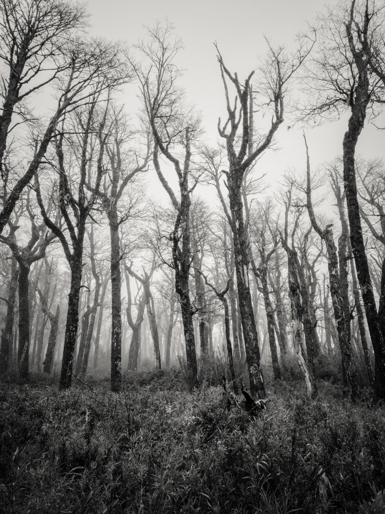 Mysterious fog in the forest