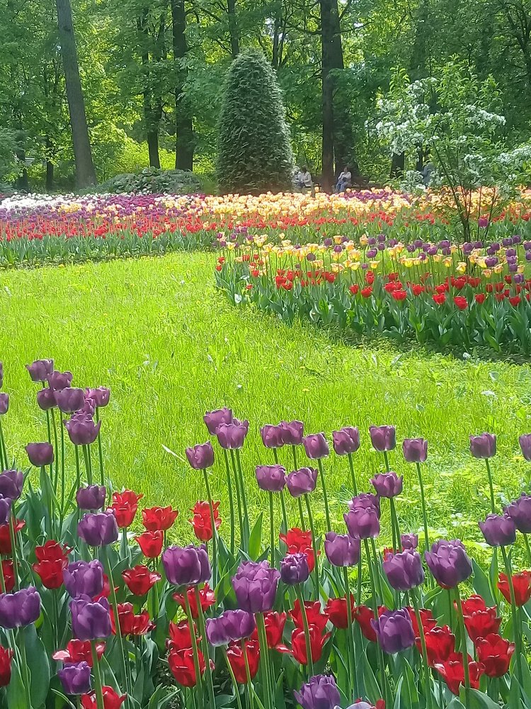 Тюльпаны в Питере