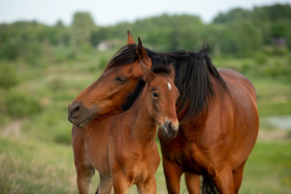 Мамина нежность