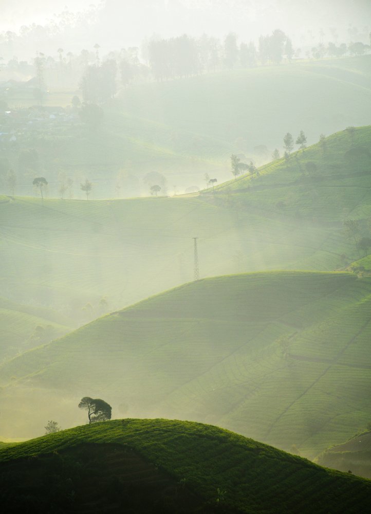 morning on tea plantations