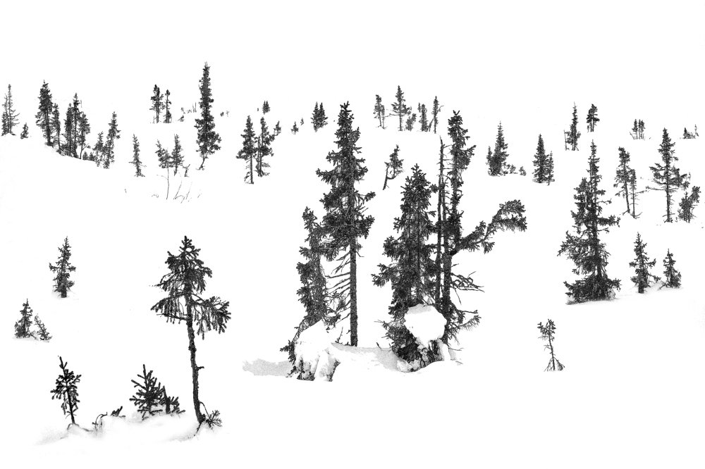 Белое безмолвие