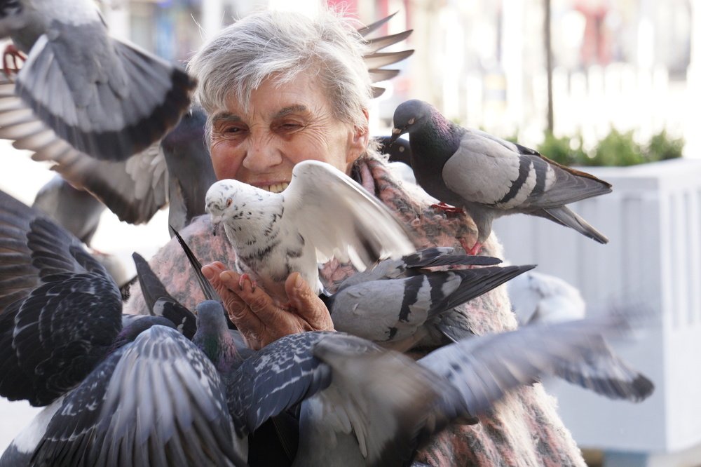 The angel of pigeons