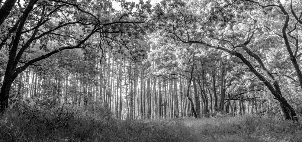 В лесу ранним утром..