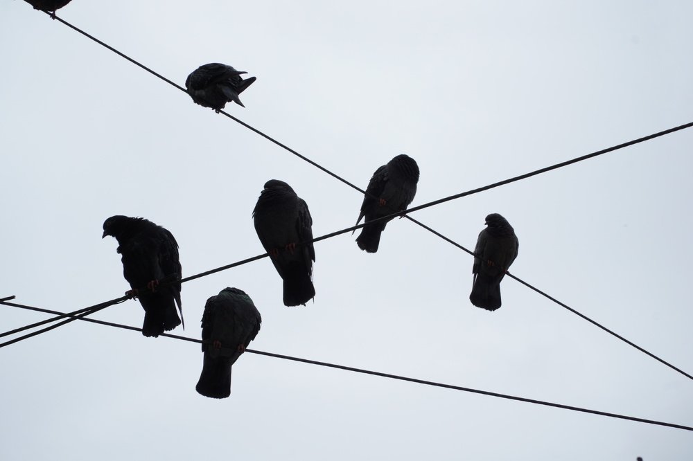 Birds on a wire