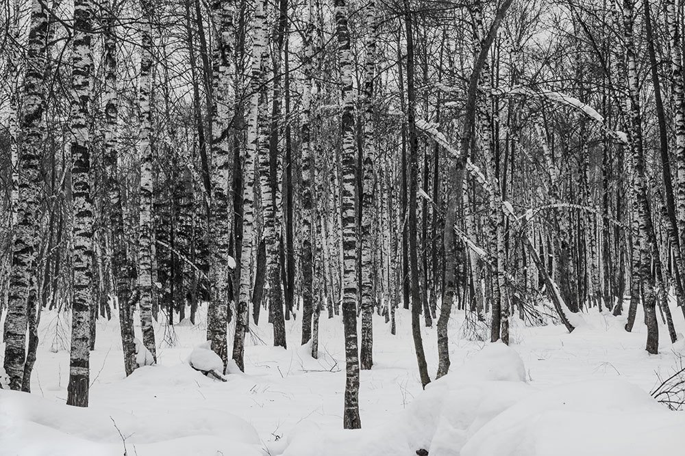 Черно-белые обои леса