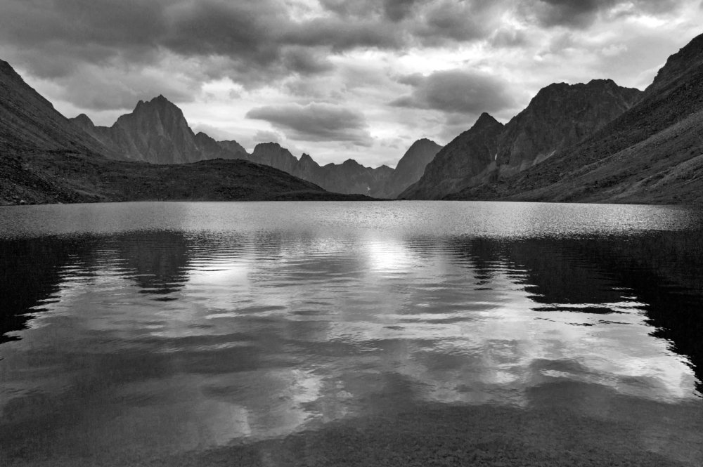 Играют зайчики