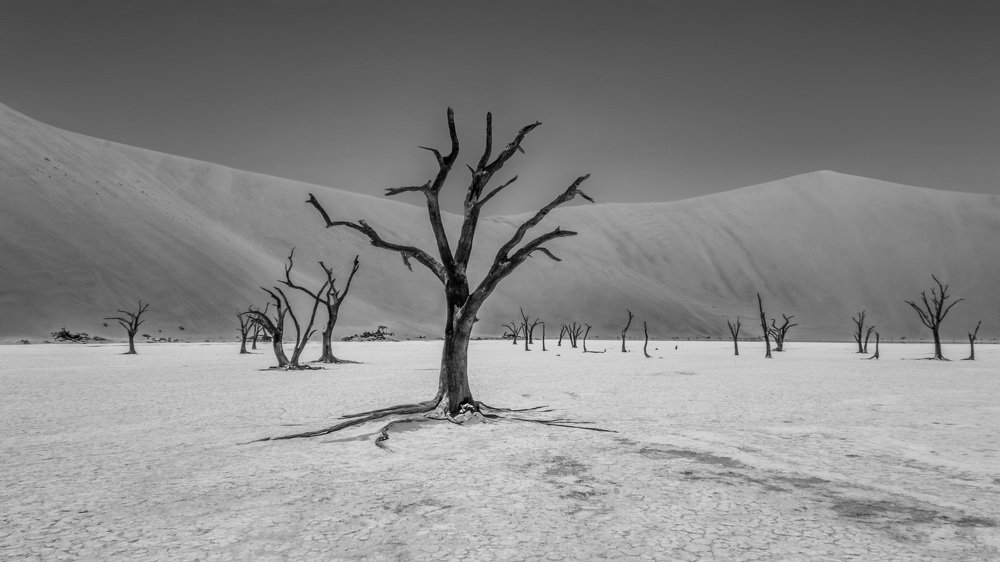 Dead Nature at Deadvlei