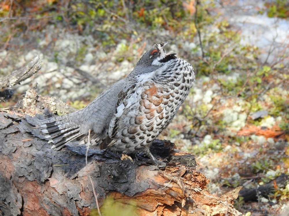 Токующий рябчик