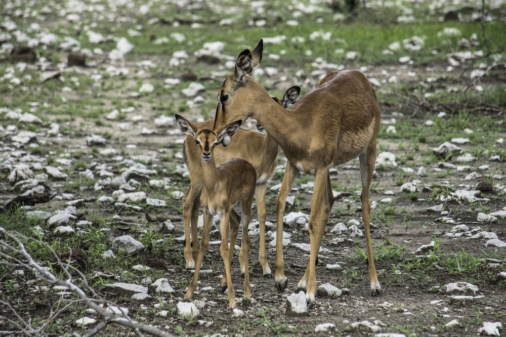 Impalas at Etosha