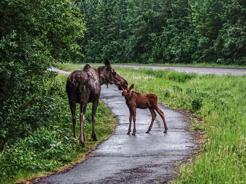 Mother moose caressing its calf