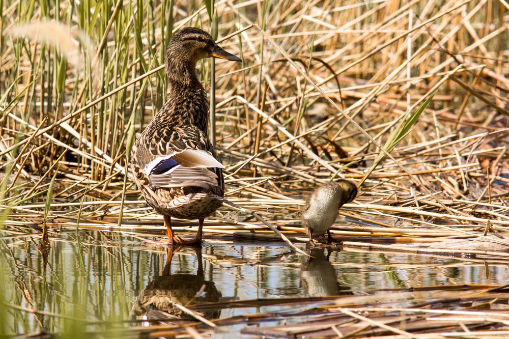 Вся в мать :-)