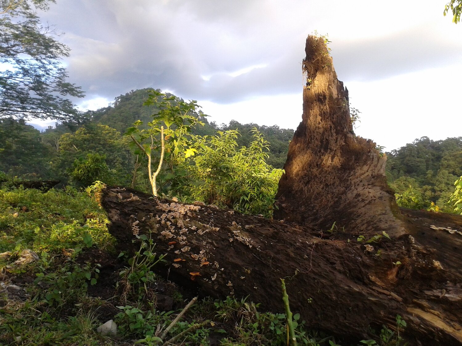 Biodiversity
