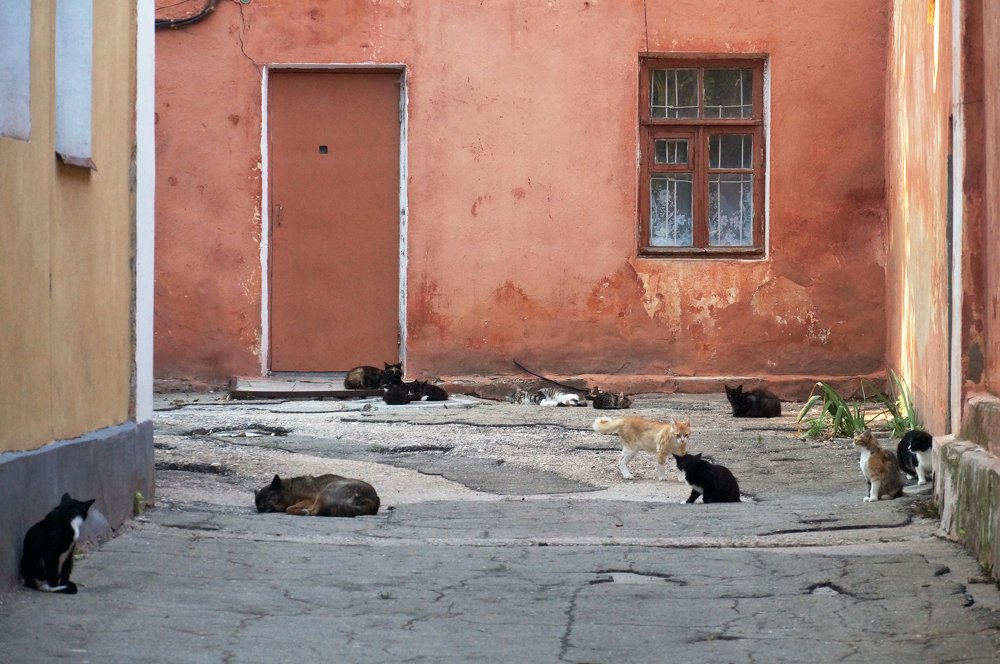 Кошкин двор