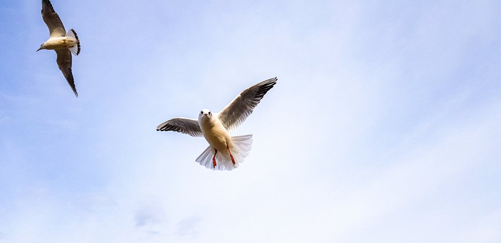 Gull