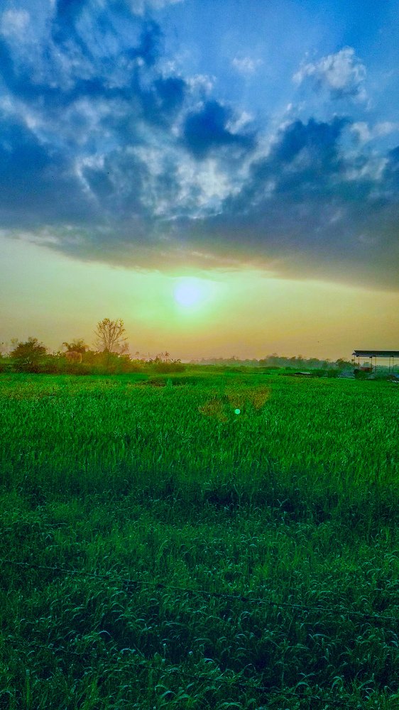 Paddy harvest