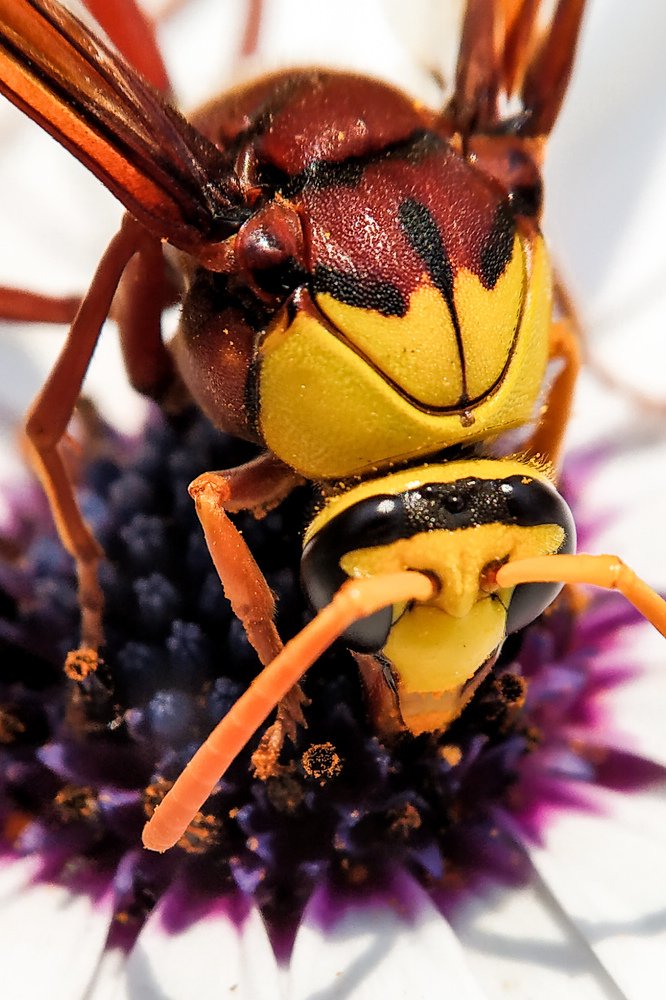 Macro of a Hornet