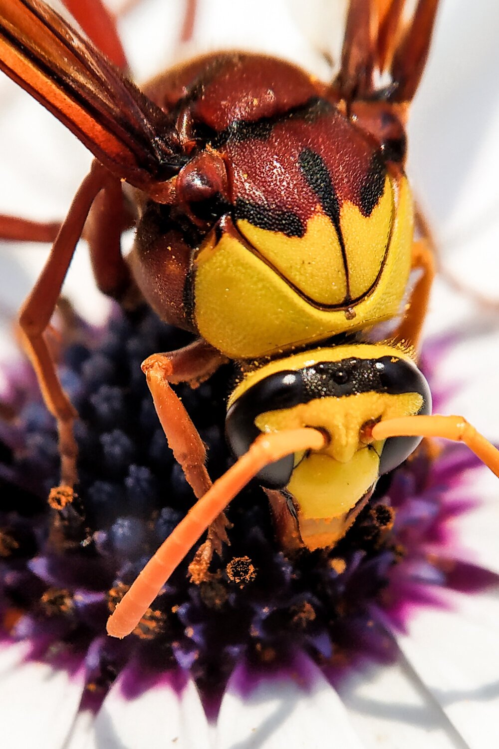 Macro of a Hornet