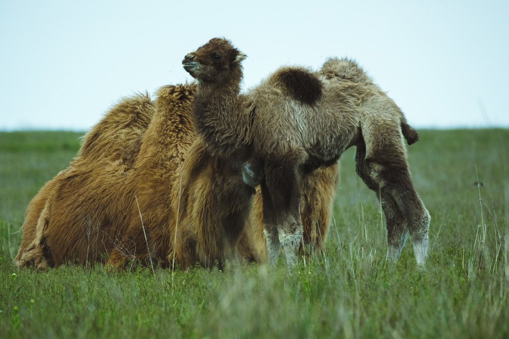 Верблюжьи нежности