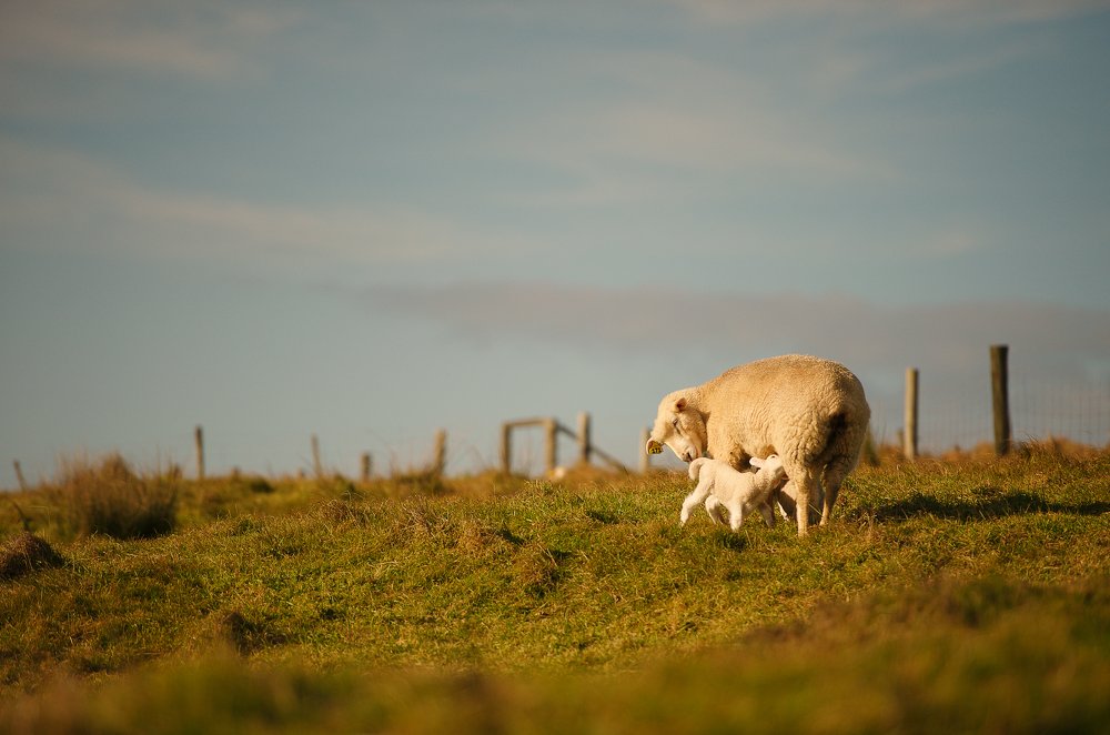Обед на природе